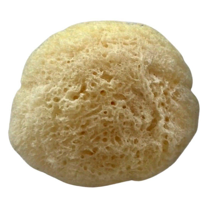 Sea Sponge Natural Fine 1.5 - 2 inch